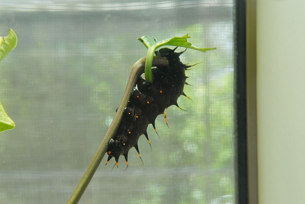 0691 Butterfly Sanctuary Kuranda.jpg